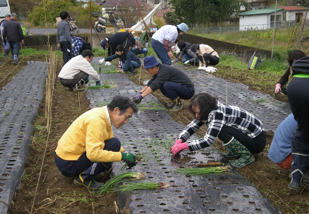 冬作の植え付け