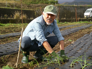 冬作の植え付け