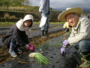 冬作の植え付け