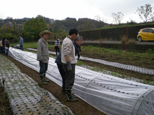 冬作の植え付け