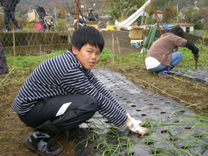 冬作の植え付け