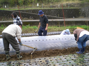 冬作の植え付け